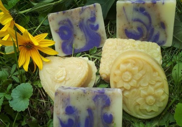 rosmarinlavende